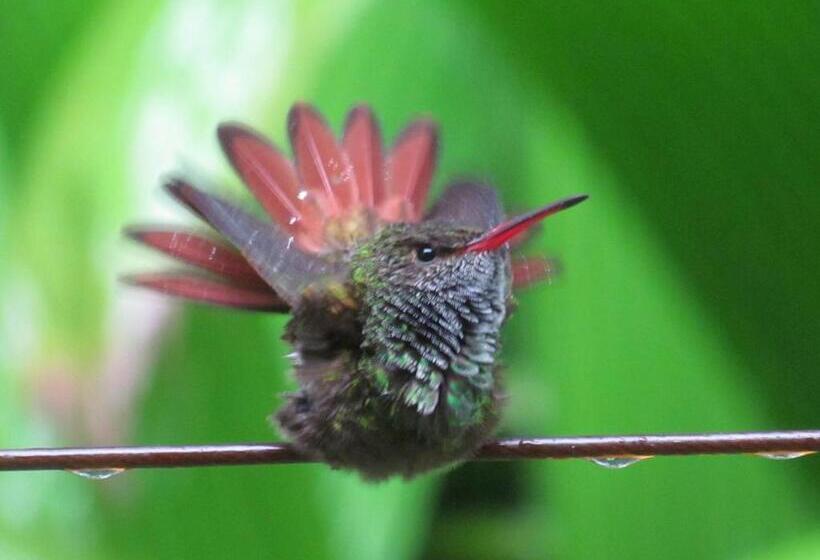 酒店 Heliconia Island