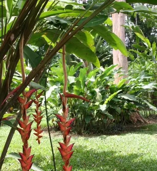 בית מלון כפרי Heliconia Island