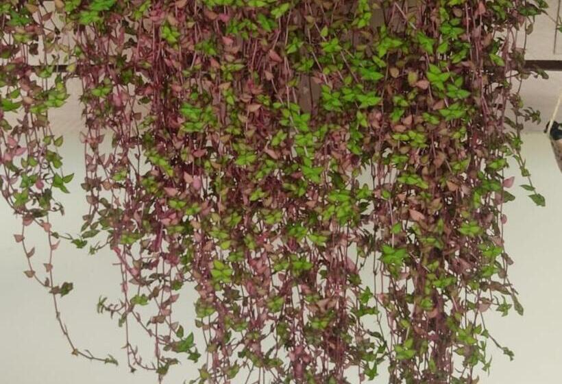 بنسيون Hospedagem Santo Agostinho