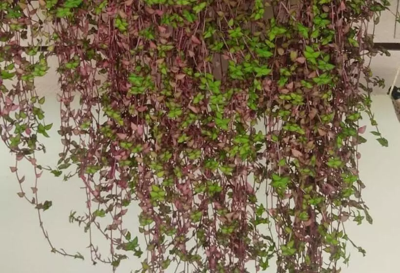 Majatalo Hospedagem Santo Agostinho