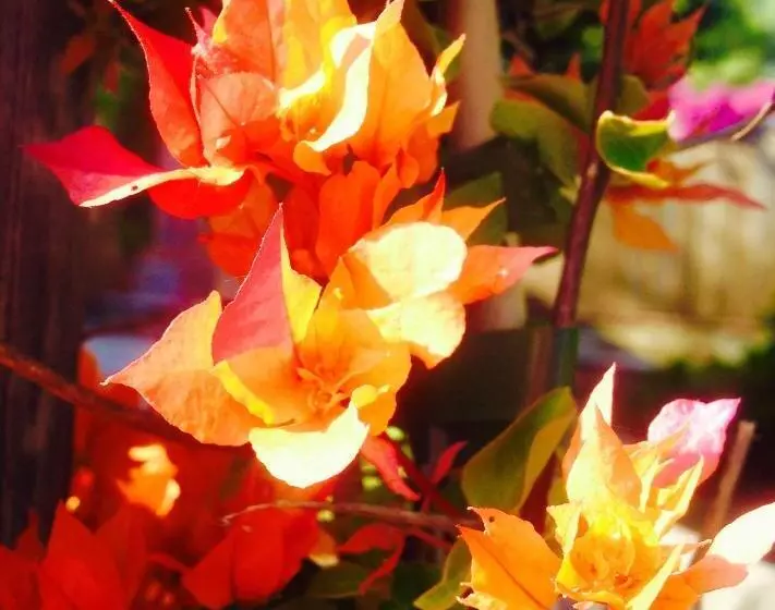 Complejo Rural Huerta Grande