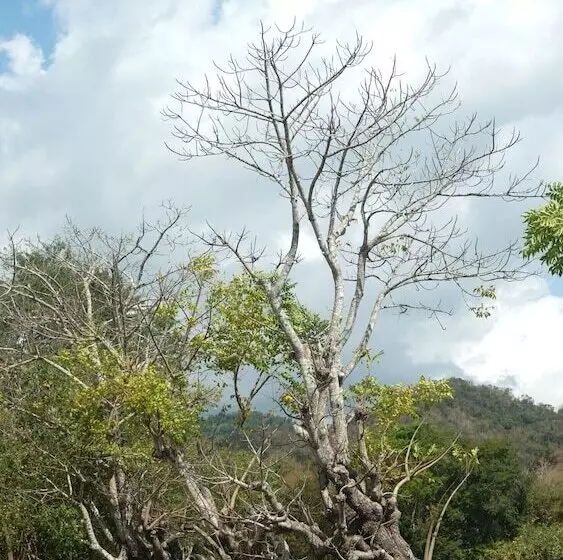 Raffles Inn Labuan Bajo