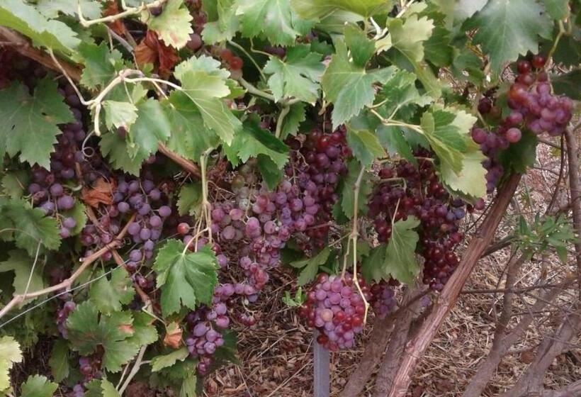 Agriturismo Sa Murta In Sennariolo Oristano