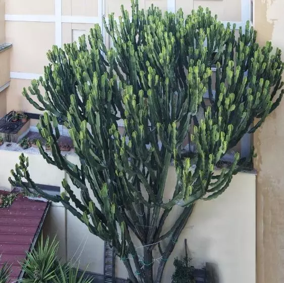 هتل Helvetia Pisa Tower