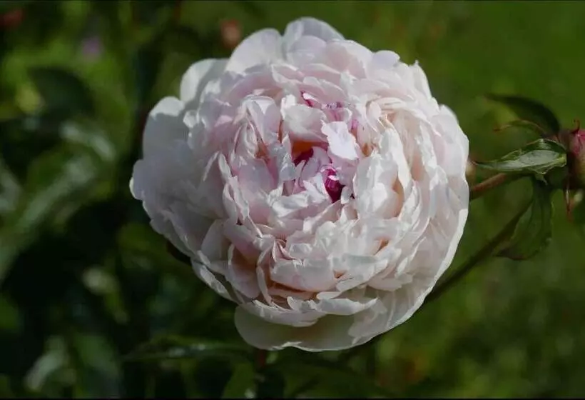 ベッドアンドブレックファースト The Potting Shed, Self Contained, Detached Retreat In Shapwick Village