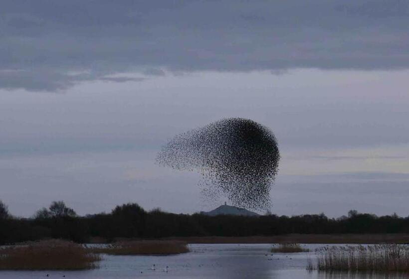 ベッドアンドブレックファースト The Potting Shed, Self Contained, Detached Retreat In Shapwick Village
