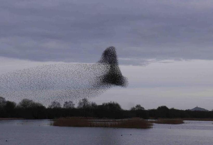 Nocleg ze śniadaniem The Potting Shed, Self Contained, Detached Retreat In Shapwick Village