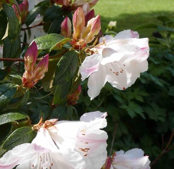 ベッドアンドブレックファースト The Potting Shed, Self Contained, Detached Retreat In Shapwick Village