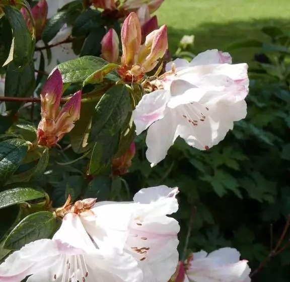 ベッドアンドブレックファースト The Potting Shed, Self Contained, Detached Retreat In Shapwick Village