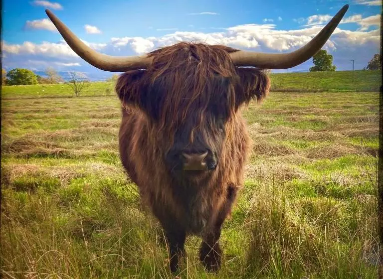 ベッドアンドブレックファースト Trossachs Barn & Cabin