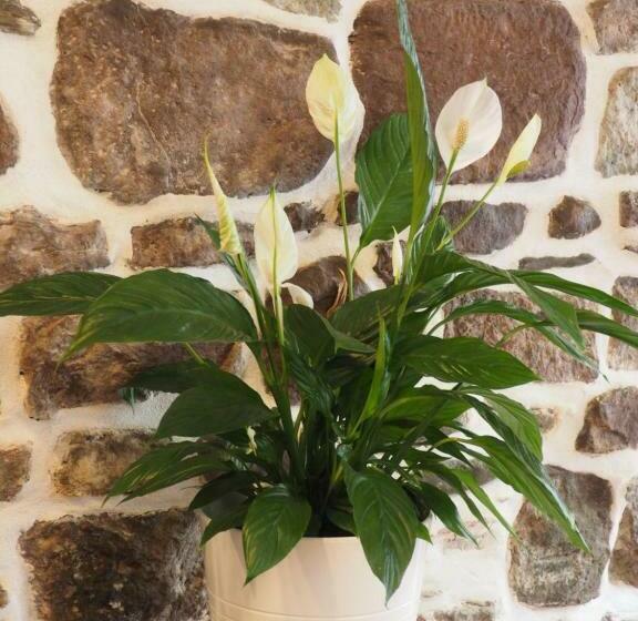 膳宿费 Studio Camino Real