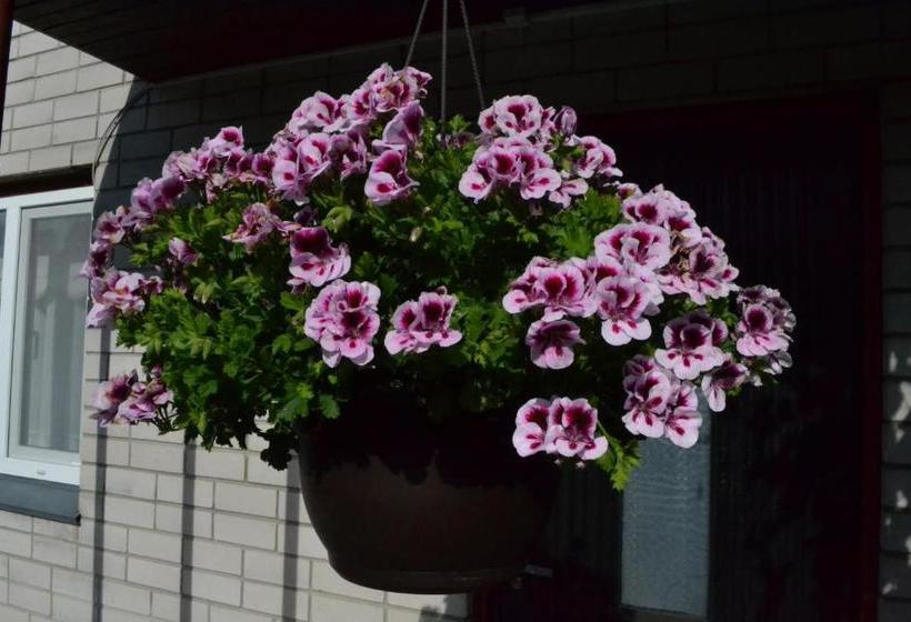 تختخواب و صبحانه Nooruse Majutus