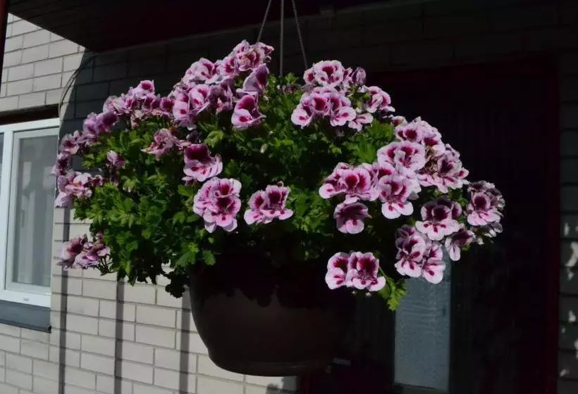 تختخواب و صبحانه Nooruse Majutus