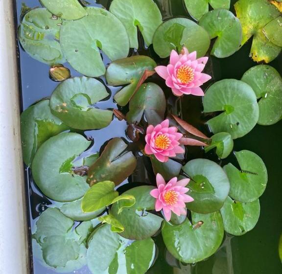 Reginaldo S Home Bed&breakfast