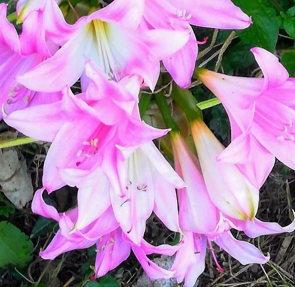 펜션 Affitta Camere Casa Delle Rose