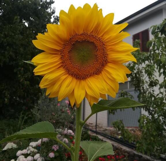 펜션 Affitta Camere Casa Delle Rose