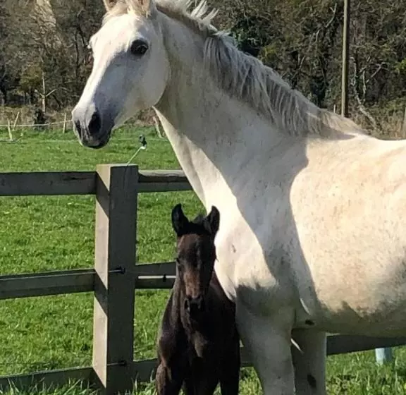 ベッドアンドブレックファースト Ancien Hôtel Aux Moines Pierrefitte St Lo