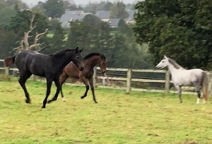 ベッドアンドブレックファースト Ancien Hôtel Aux Moines Pierrefitte St Lo