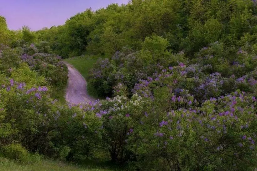Majatalo Perla Muntilor Ponoarele, Padurea De Liliac