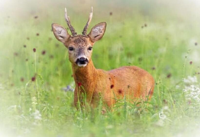 Bed and Breakfast Domaine De Gaïa, Piscine, Pétanque, Ping Pong, Proche Saint Emilion