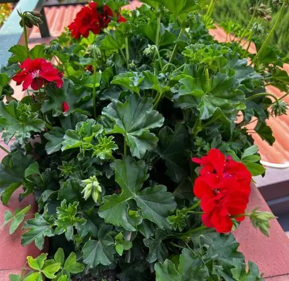 Aamiaismajoitus (B&B) Grotta Del Monaco