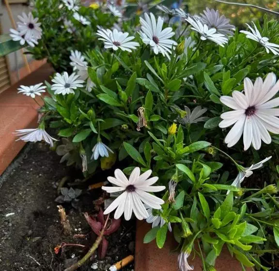 Aamiaismajoitus (B&B) Grotta Del Monaco