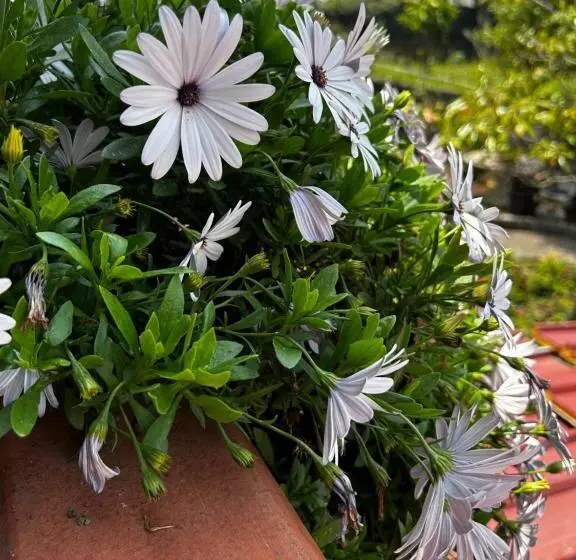 Aamiaismajoitus (B&B) Grotta Del Monaco