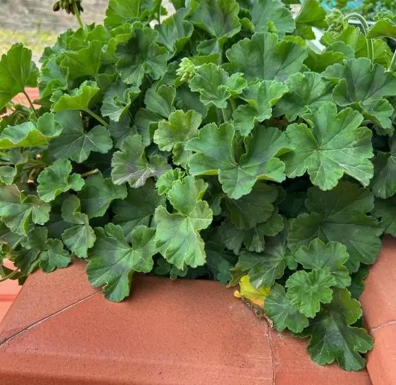 Aamiaismajoitus (B&B) Grotta Del Monaco