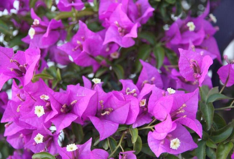 Bed and Breakfast Casa Antonio