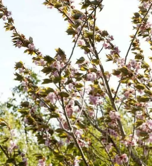 Aamiaismajoitus (B&B) Les Lauriers