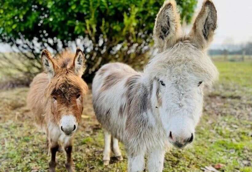 بنسيون Le Clos Des Châteaux