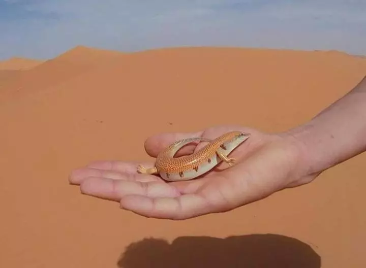 پانسیون Dar Bani