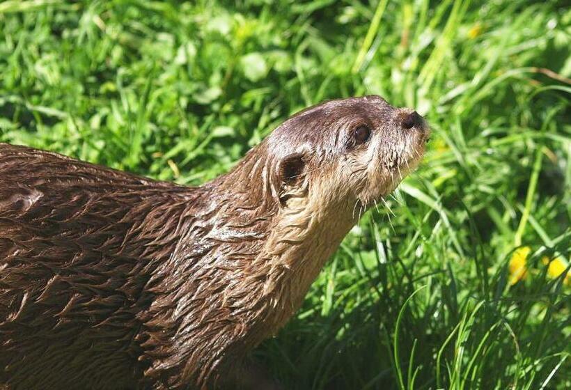 Pensiunea Valurile Dunarii