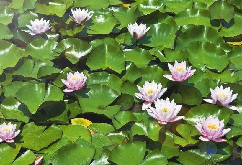 Pensiunea Valurile Dunarii