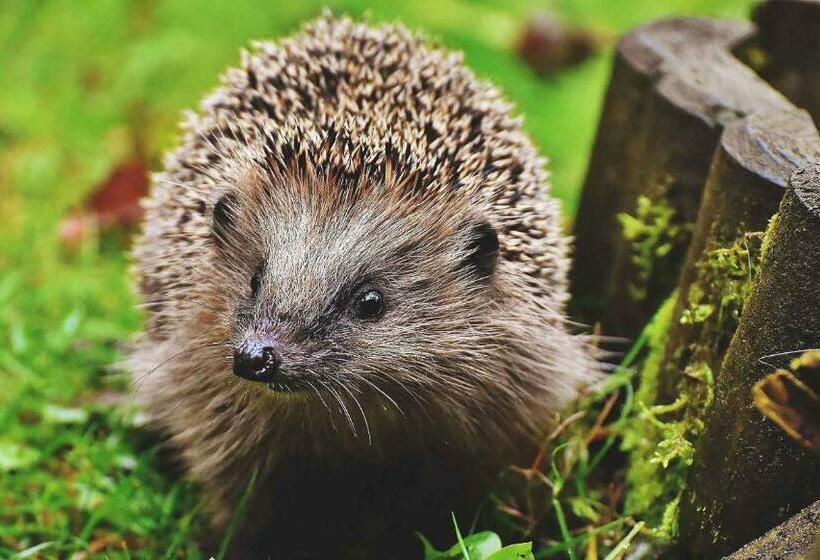 Pensiunea Valurile Dunarii