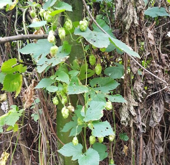 B&b Linje Ell Gemeente Leudal