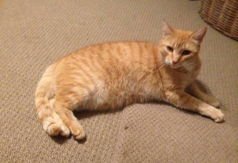 ベッドアンドブレックファースト Horseinaround