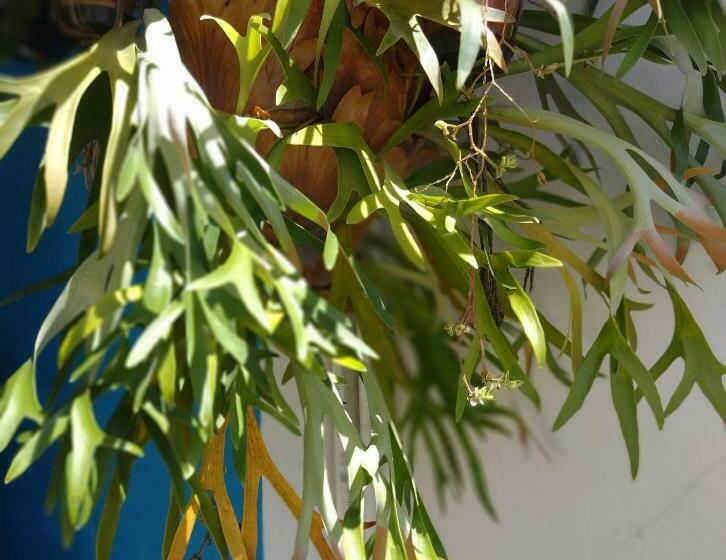 پانسیون Pousadinha E Residencial Sto Antônio   Praia De Bombas/bombinhas Sc