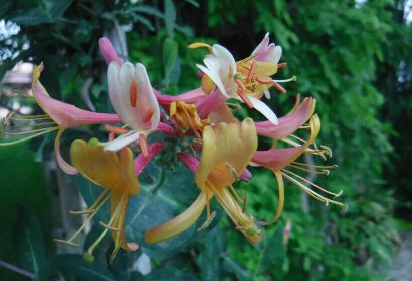 Bed and Breakfast Nerium House Relax