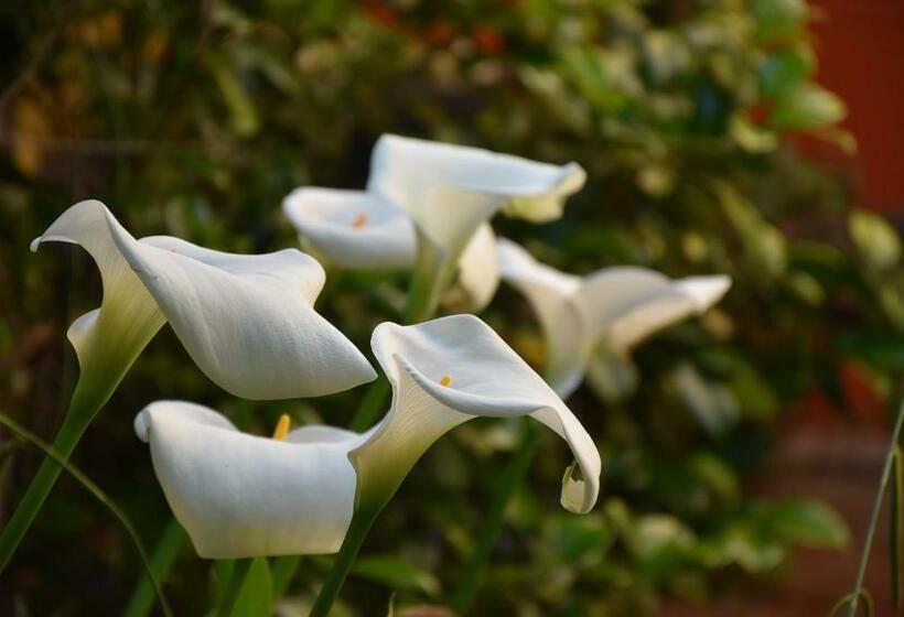 Marnix Bed And Breakfast