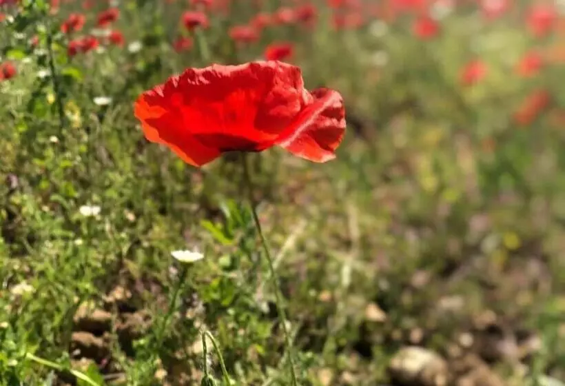 Aamiaismajoitus (B&B) Chambre D’hôtes Vaucluse