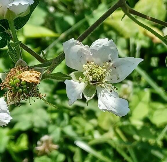 בית מלון כפרי Open Cascina