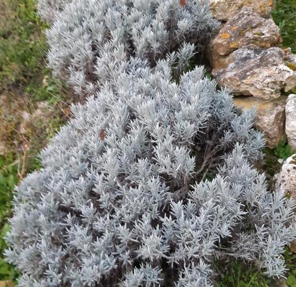 Пансион Ty Galis