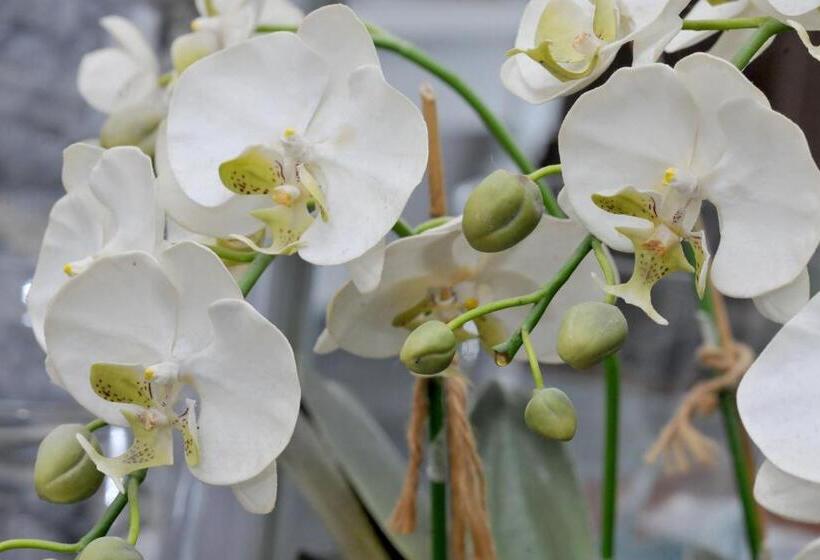 Bed and Breakfast Guest House La Genesa