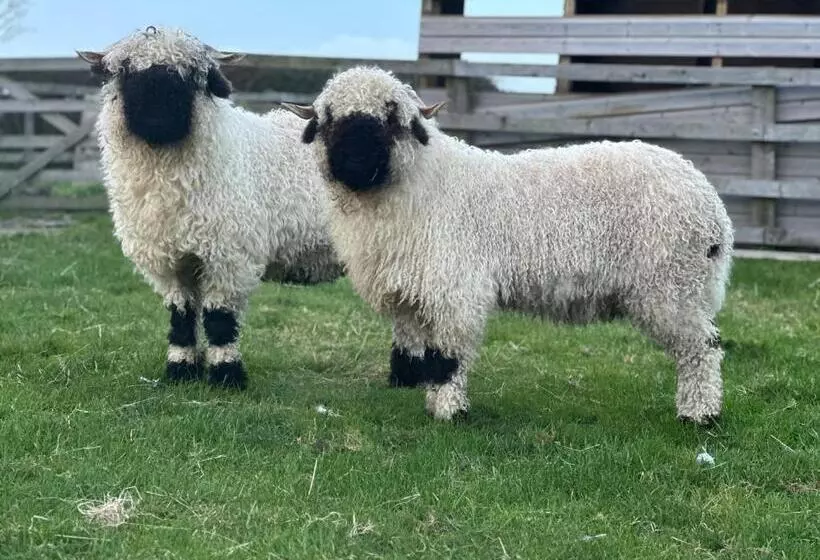 Aamiaismajoitus (B&B) White House Farm   Beautiful Self Contained Courtyard Rooms