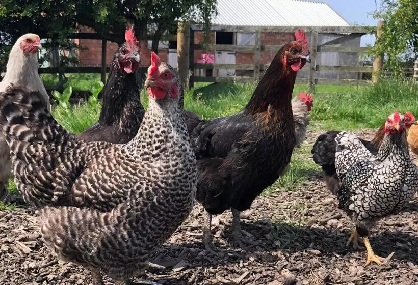 Aamiaismajoitus (B&B) White House Farm   Beautiful Self Contained Courtyard Rooms