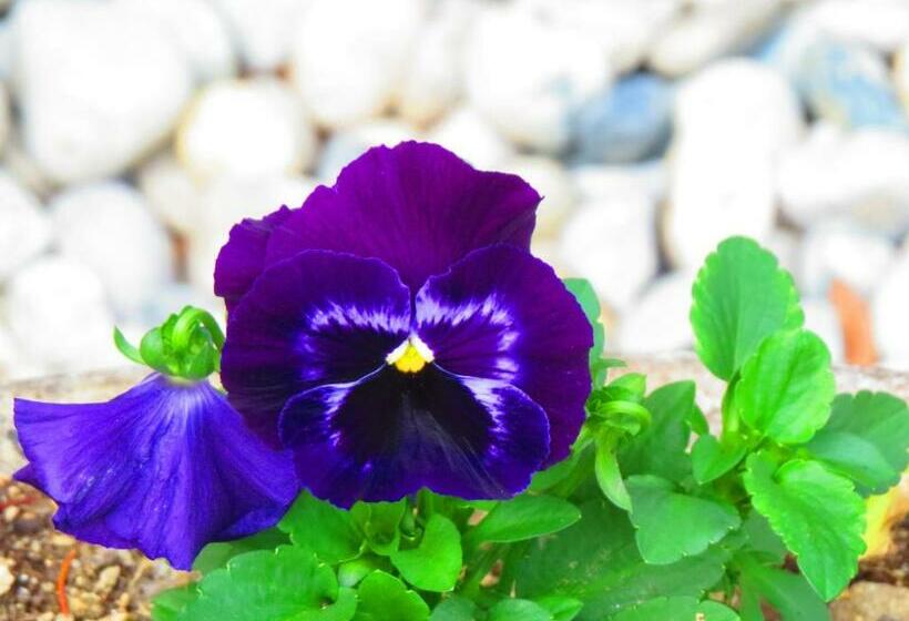 צימר Chez Cécile Et Mickaël