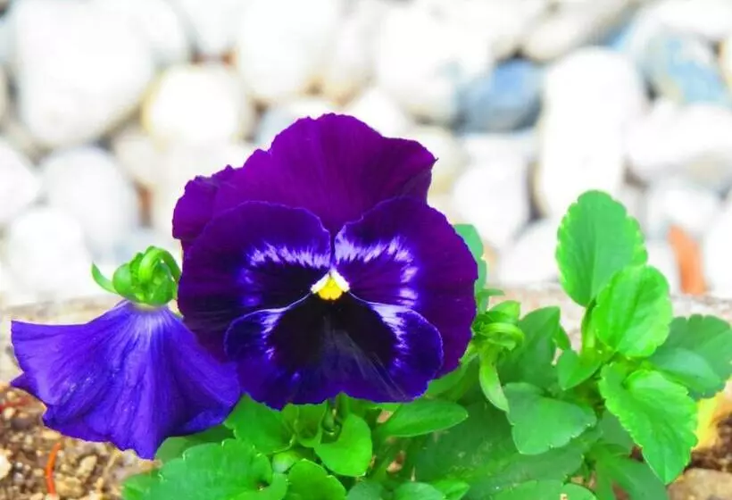 Aamiaismajoitus (B&B) Chez Cécile Et Mickaël