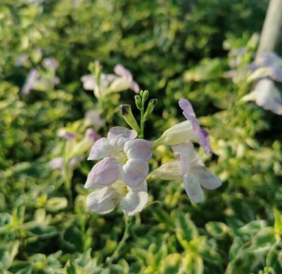 Bed and Breakfast Nararin Garden House