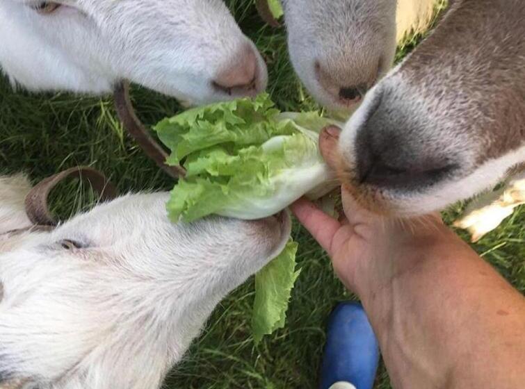 ベッドアンドブレックファースト Onder De Boom